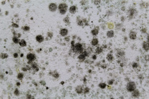 Reasons Why Carpeting Can Become Moldy