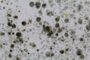 How You Can Stop Mold Growth in Your Carpeting